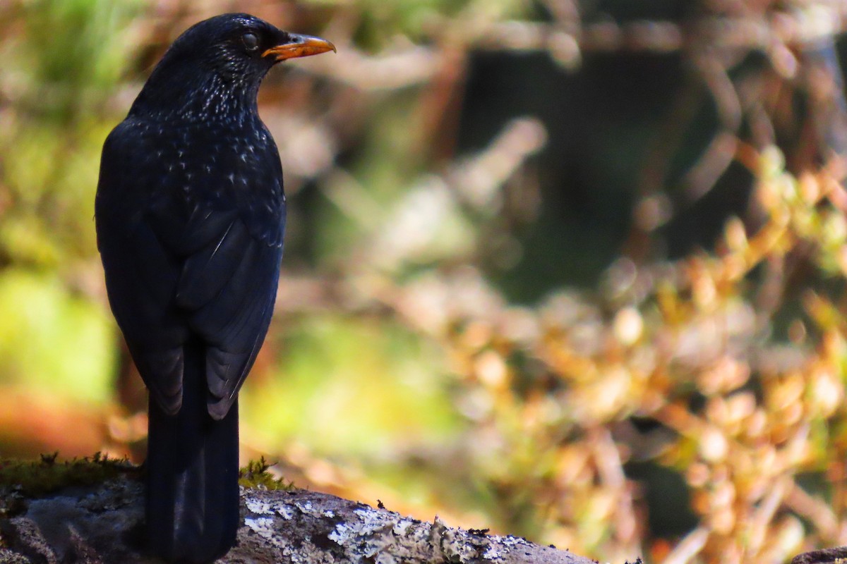 Blue Whistling-Thrush - ML617262968