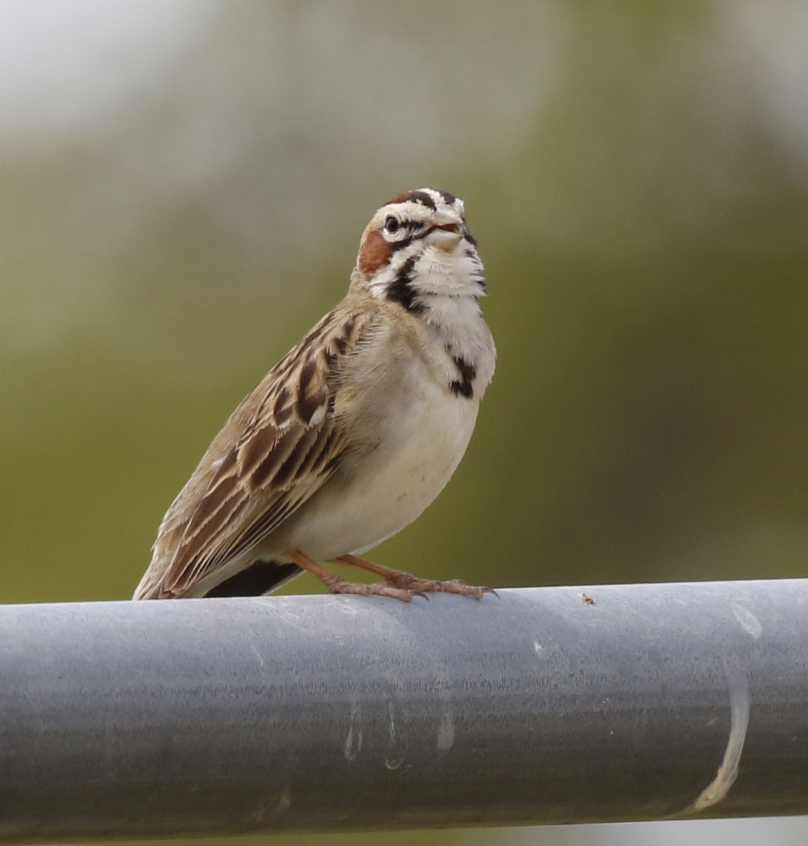 Lark Sparrow - ML617263001