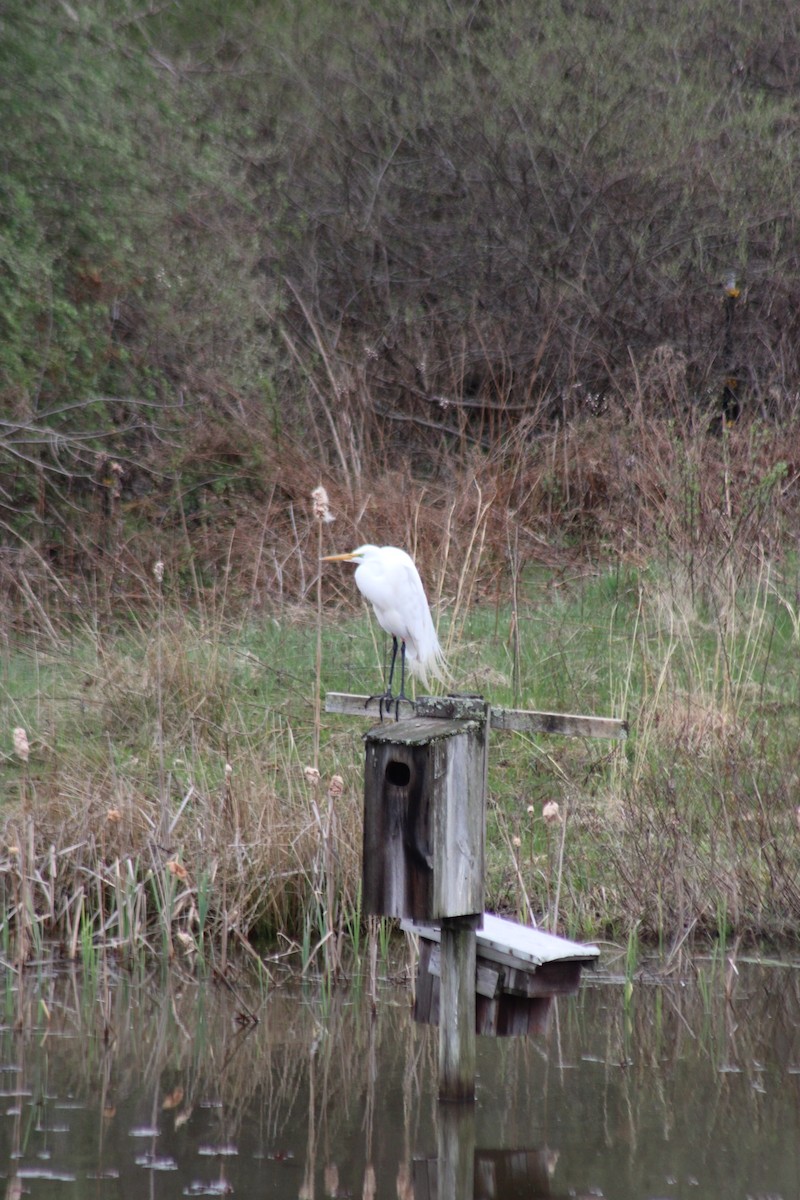 大白鷺 - ML617263004