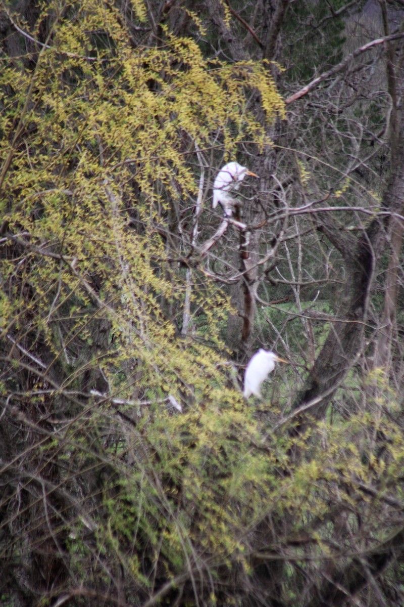 大白鷺 - ML617263005