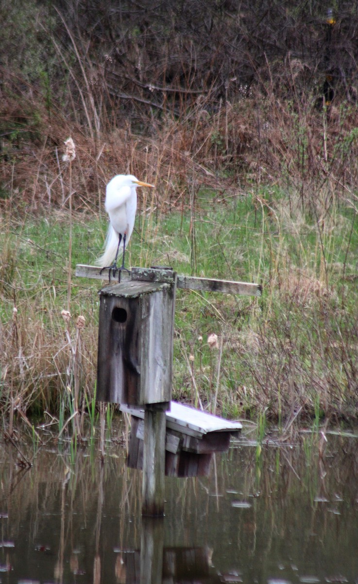 大白鷺 - ML617263006