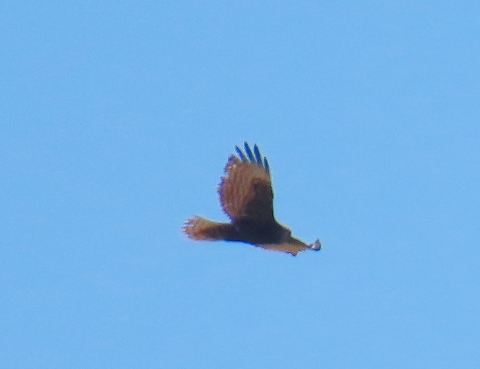 Ferruginous Hawk - Merri R