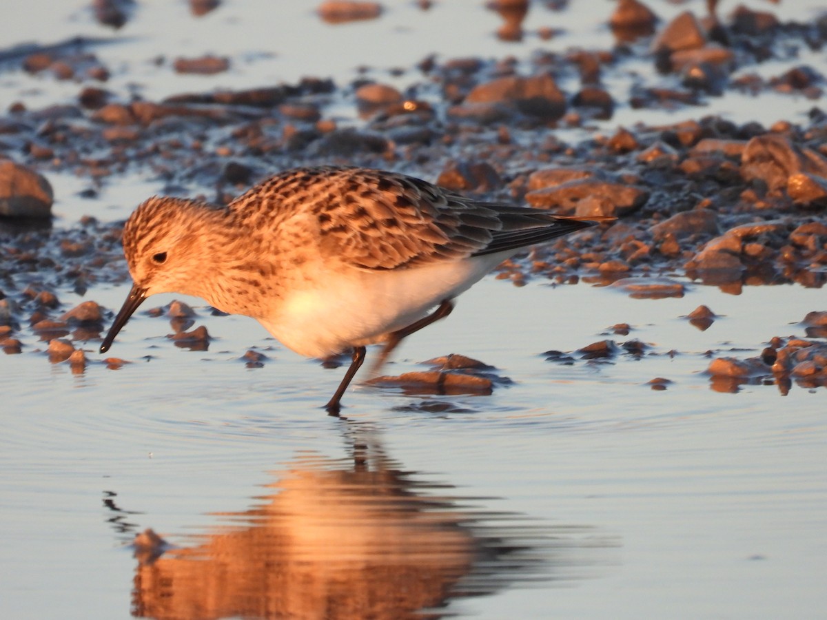 Baird's Sandpiper - ML617263035