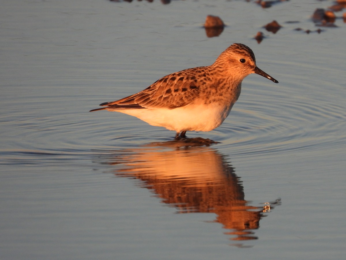 Baird's Sandpiper - ML617263036