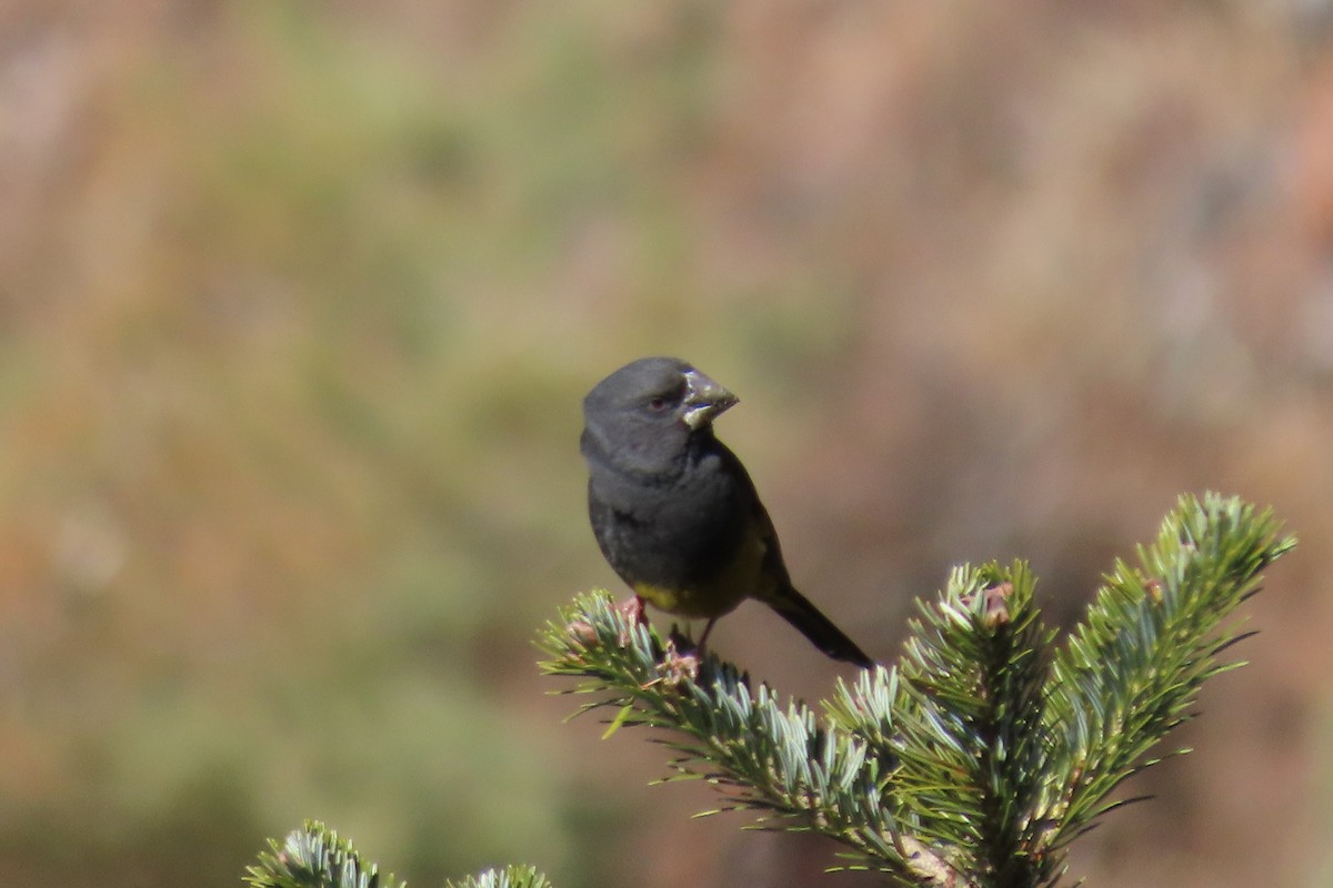 White-winged Grosbeak - ML617263037