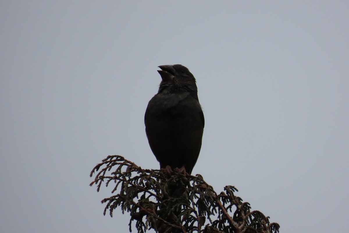 White-winged Grosbeak - ML617263038