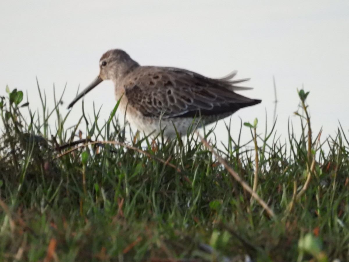 Long-billed Dowitcher - ML617263048