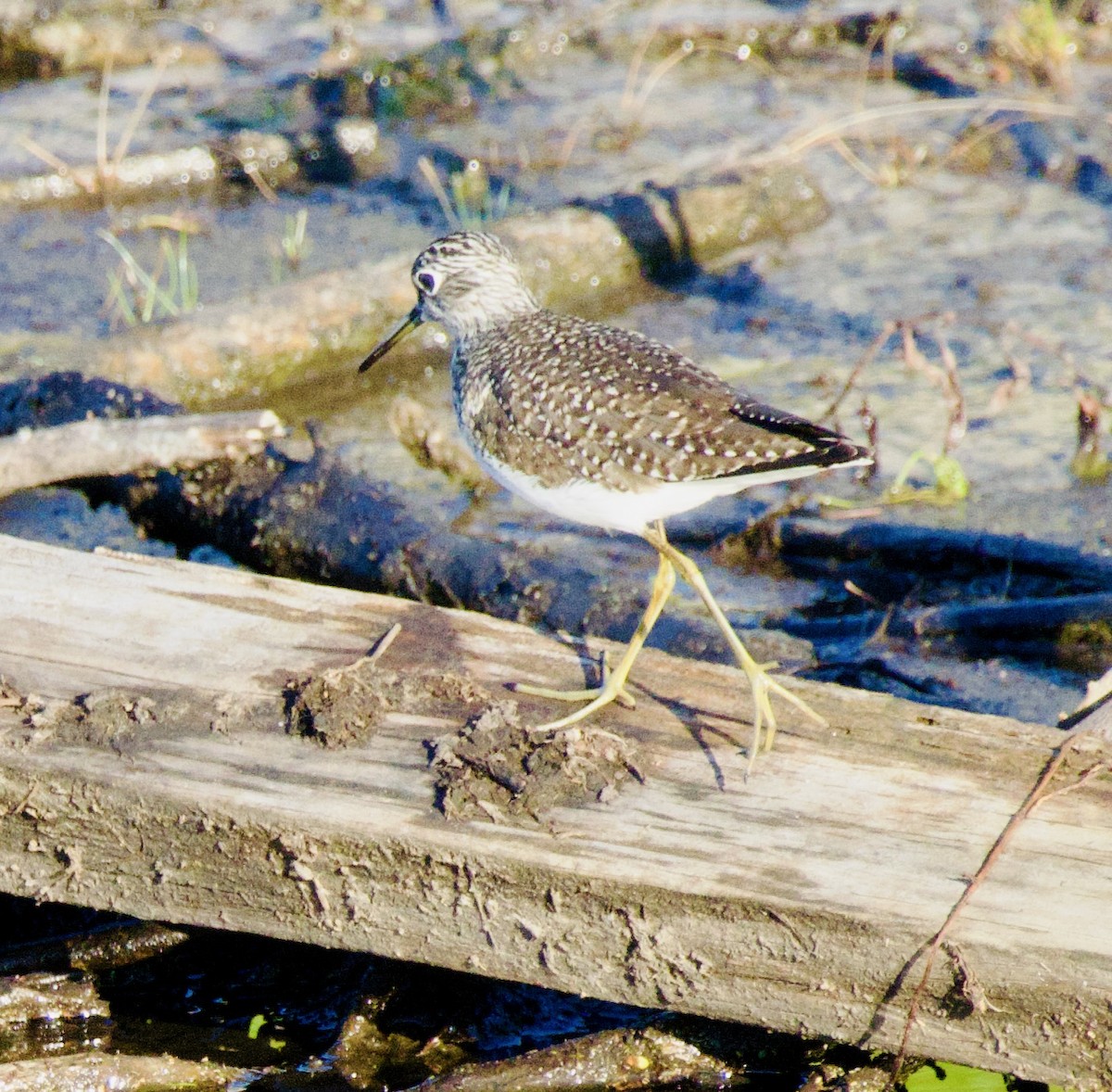 Solitary Sandpiper - ML617263066