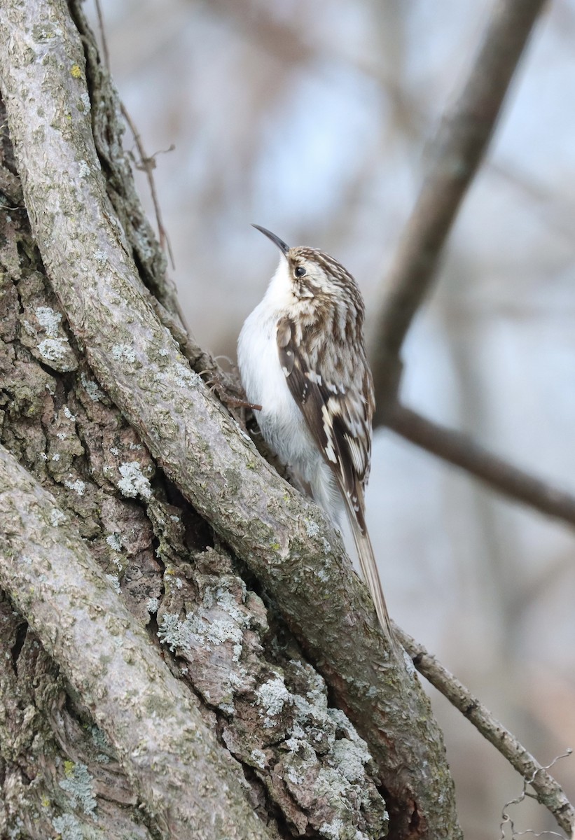 Brown Creeper - Jennifer Wenzel