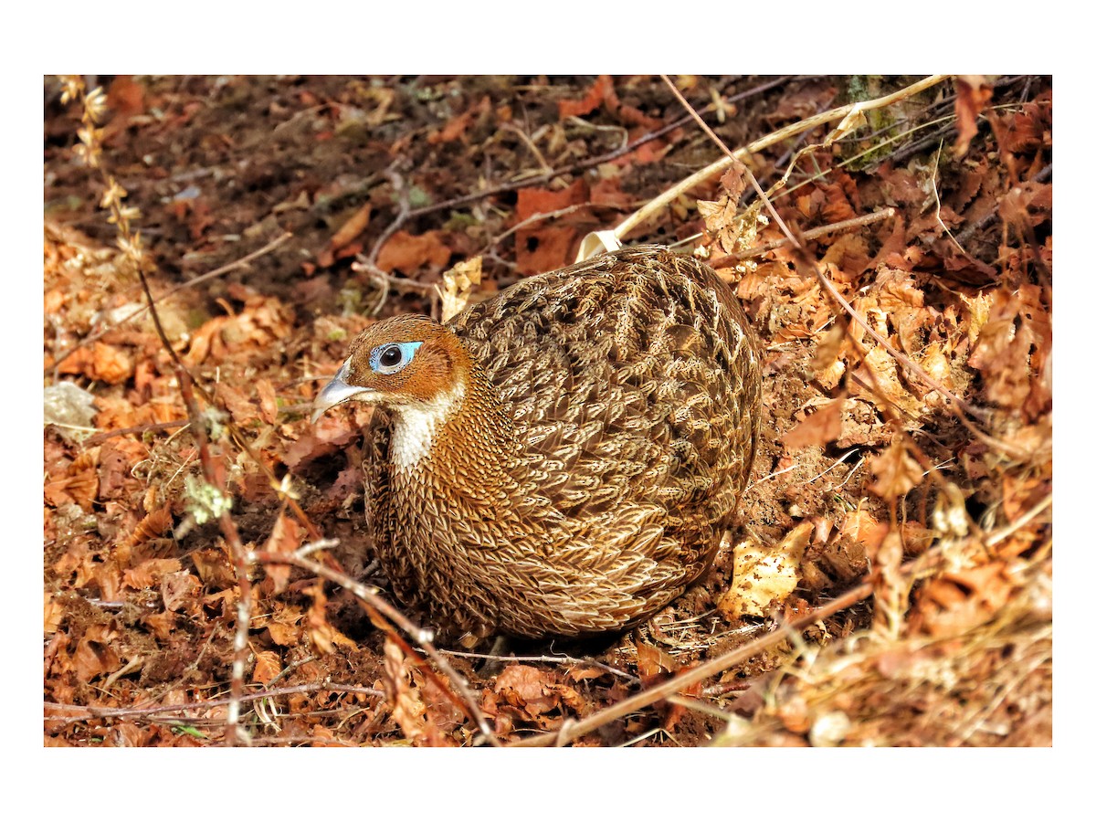 Himalayan Monal - ML617263092