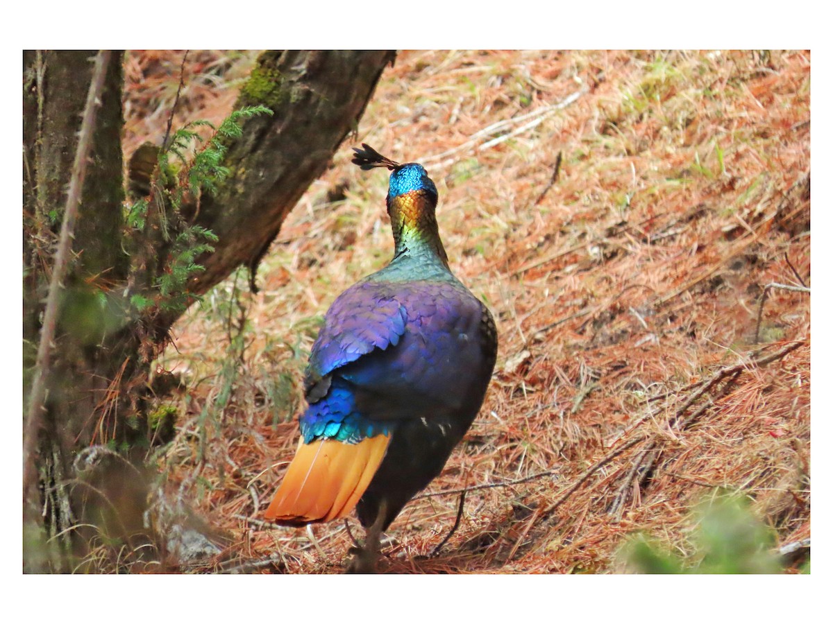 Himalayan Monal - ML617263093