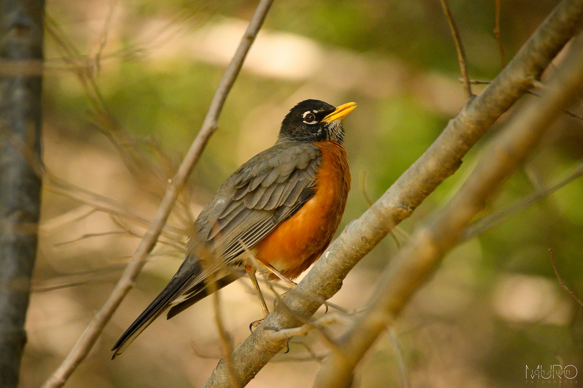 American Robin - ML617263105