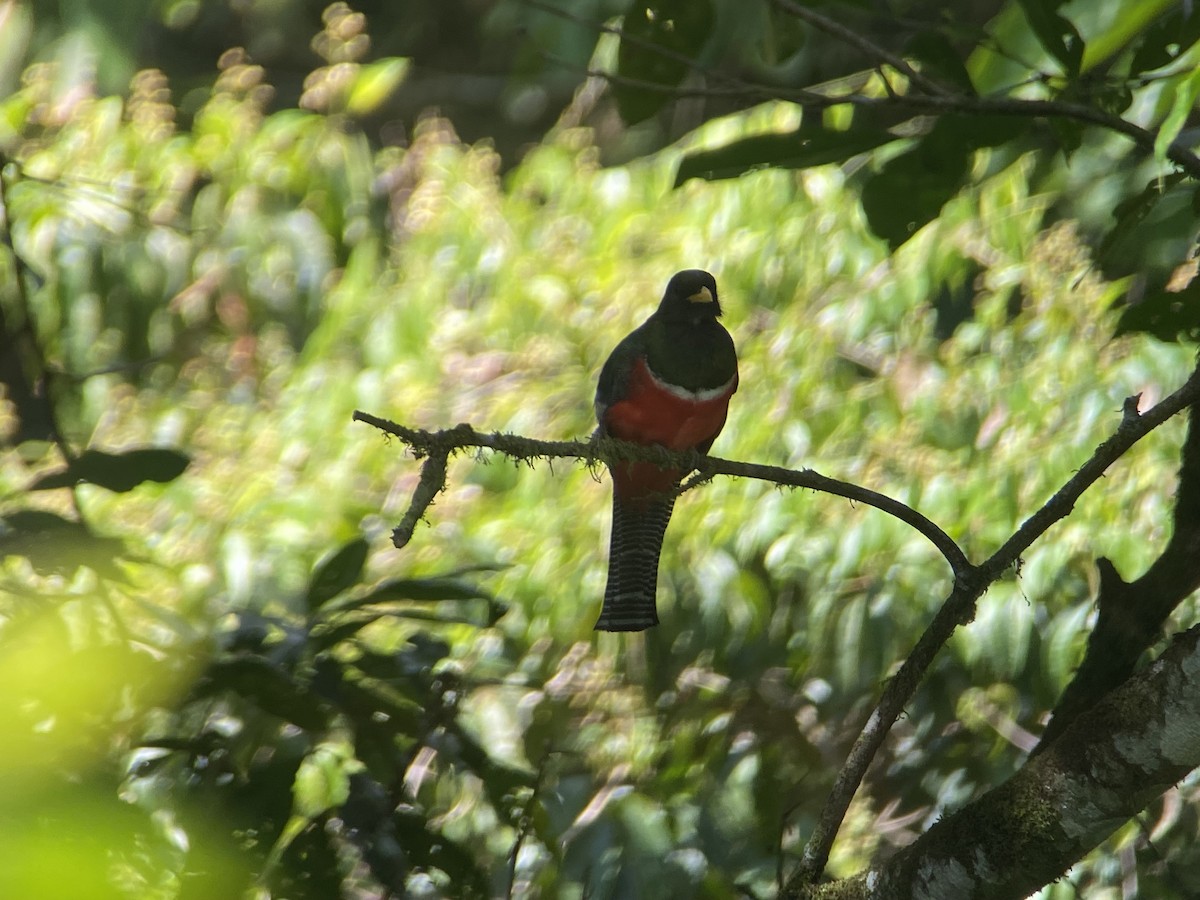 Collared Trogon - ML617263131