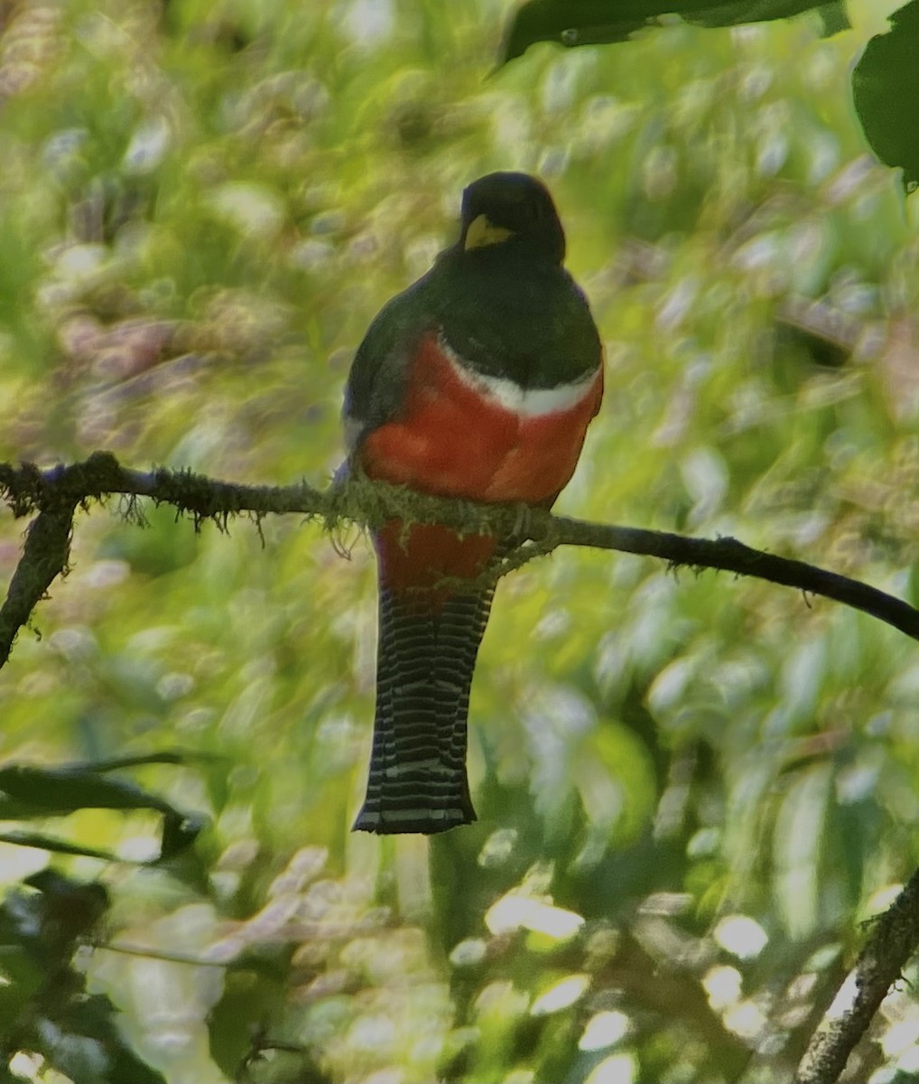 Collared Trogon - ML617263132