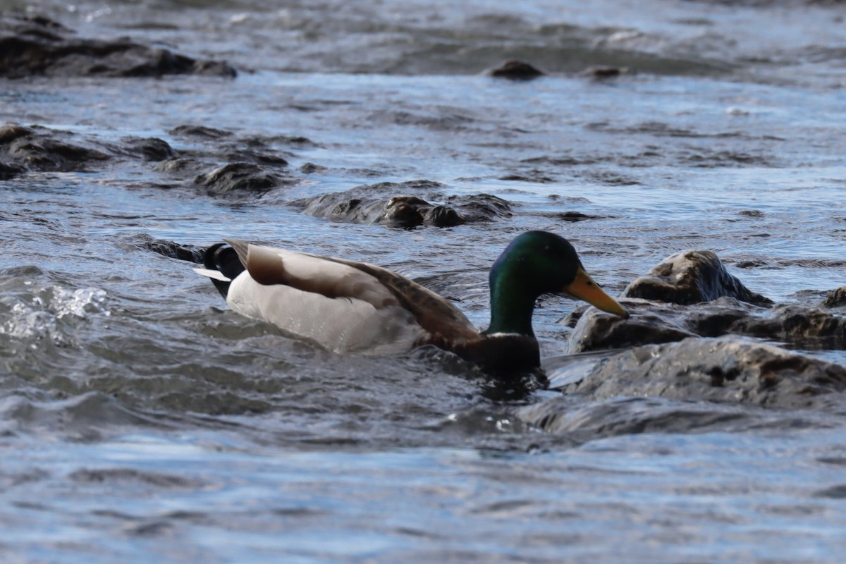 Canard colvert - ML617263149