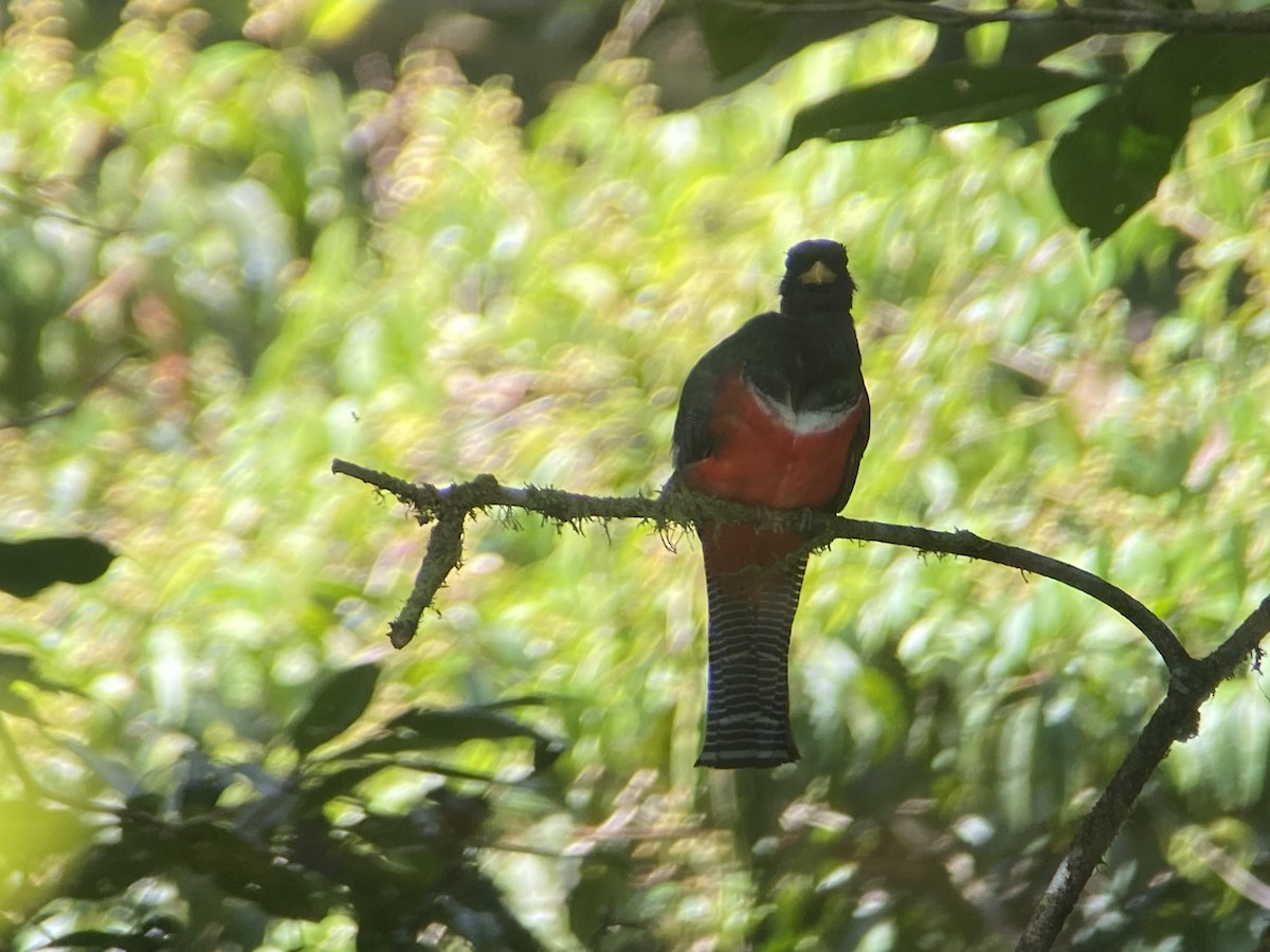 Collared Trogon - ML617263154