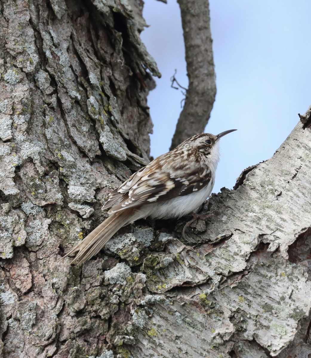 Brown Creeper - Jennifer Wenzel