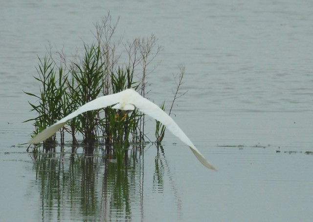 Snowy Egret - Joanne Muis Redwood