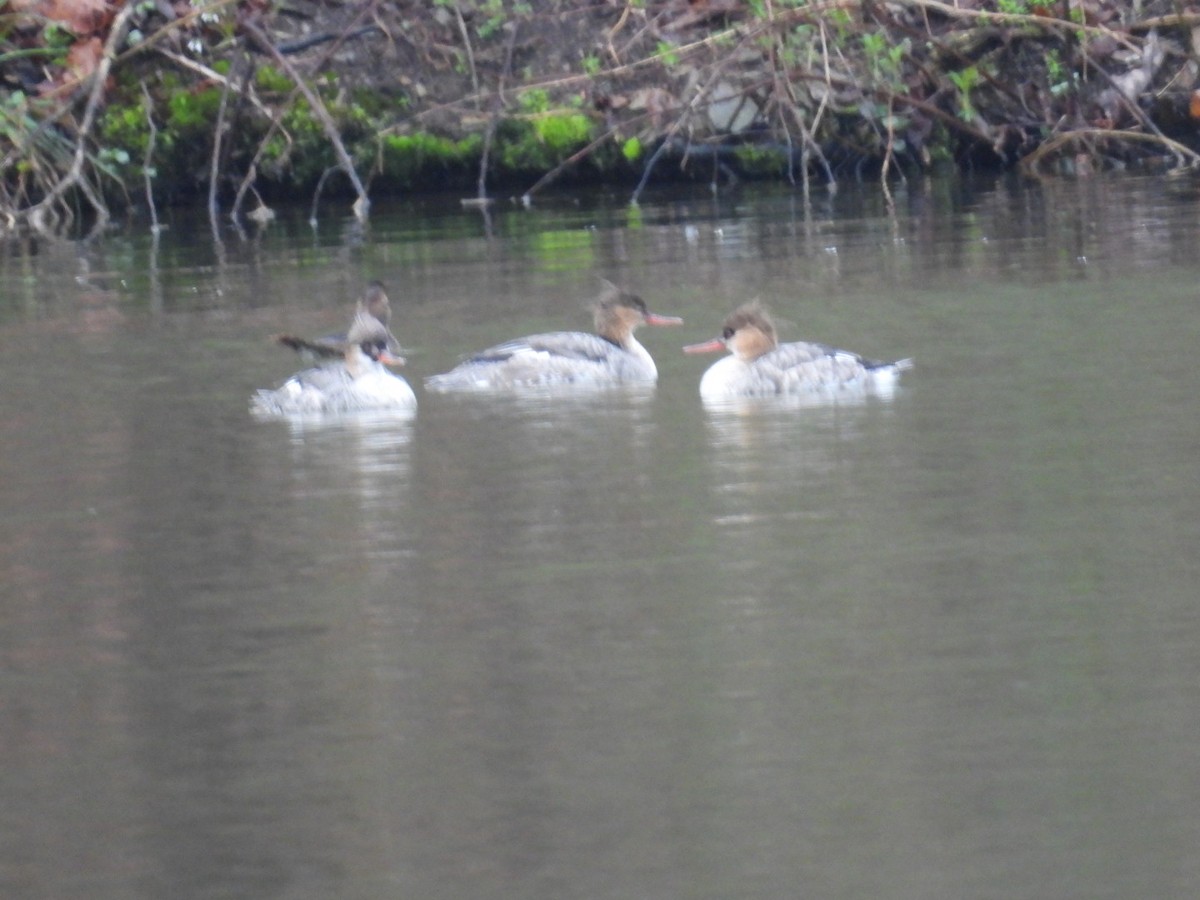 Red-breasted Merganser - ML617263195