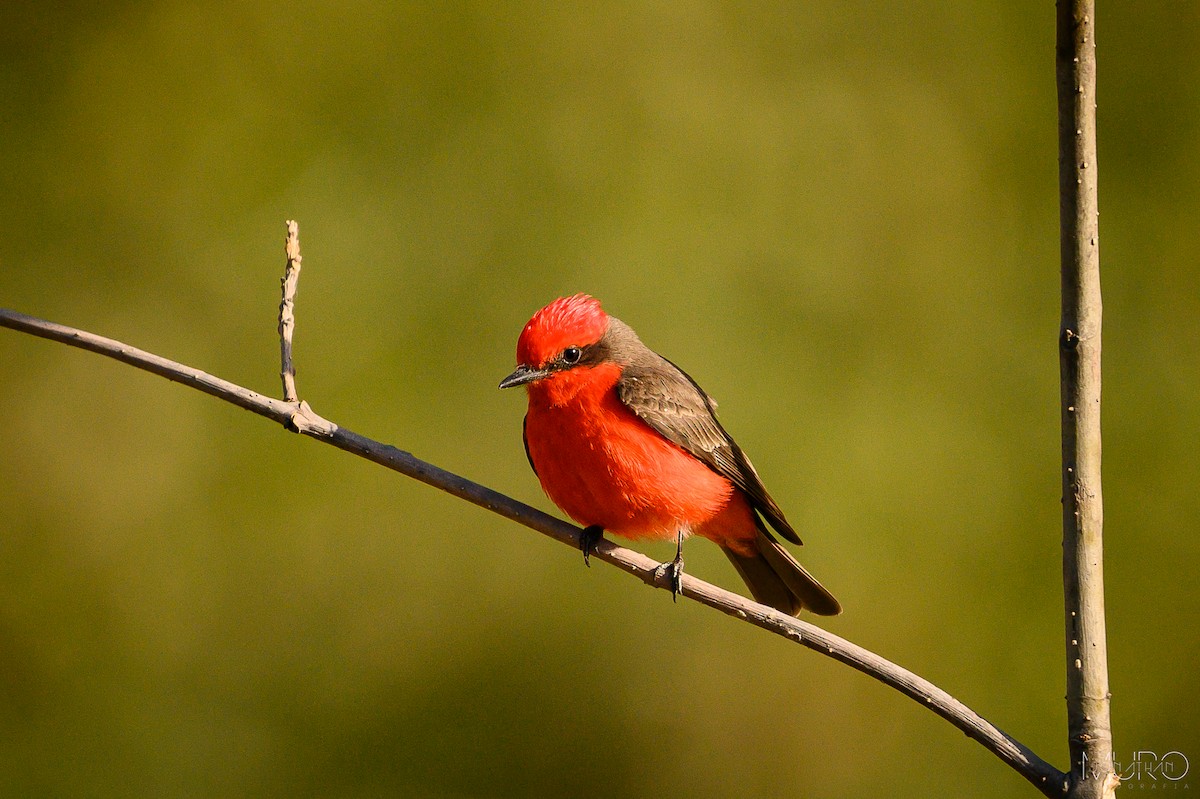 Vermilion Flycatcher - ML617263254