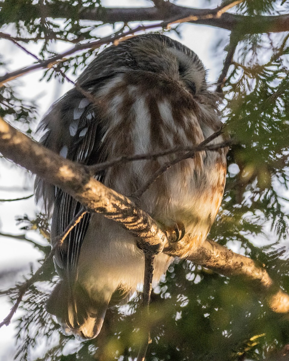 Northern Saw-whet Owl - ML617263258