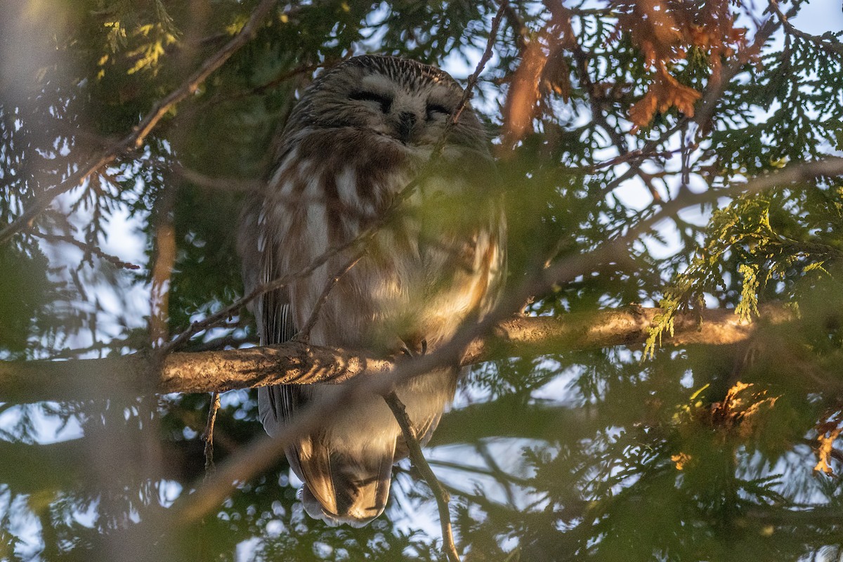 Northern Saw-whet Owl - Marc Boisvert