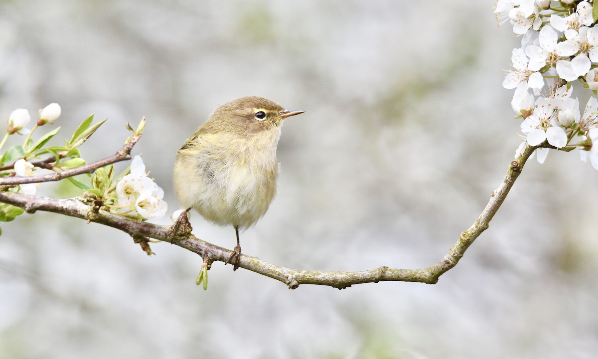 Mosquitero Común - ML617263268