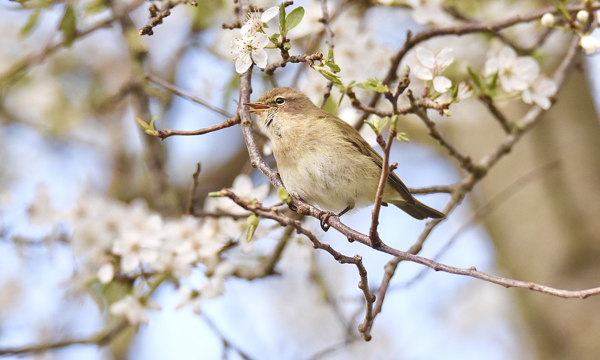 Mosquitero Común - ML617263269