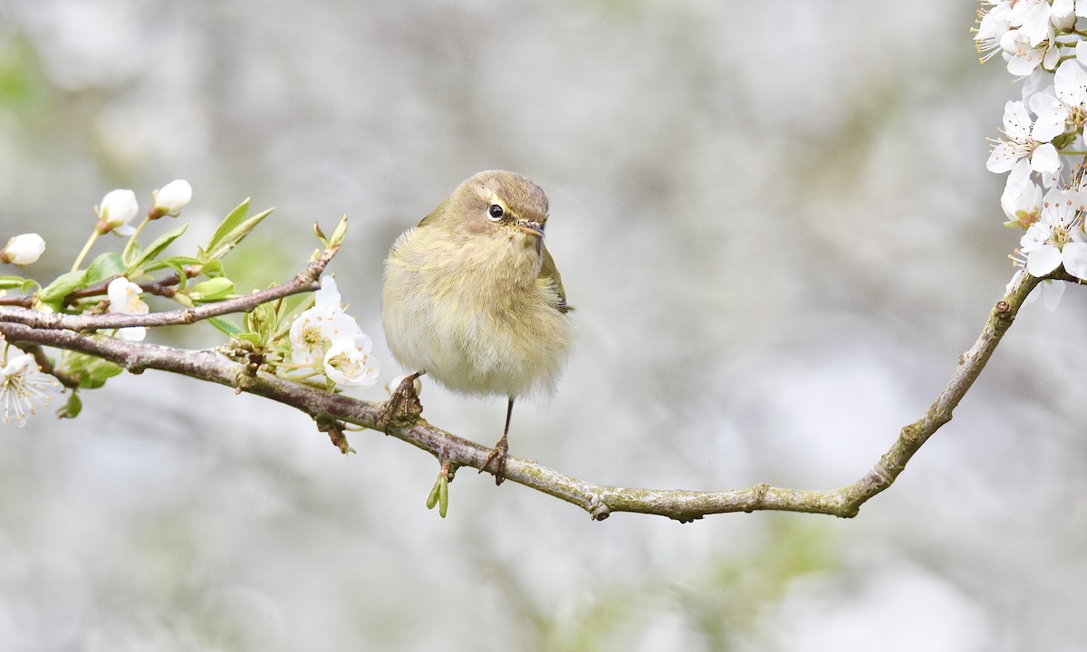 Mosquitero Común - ML617263270