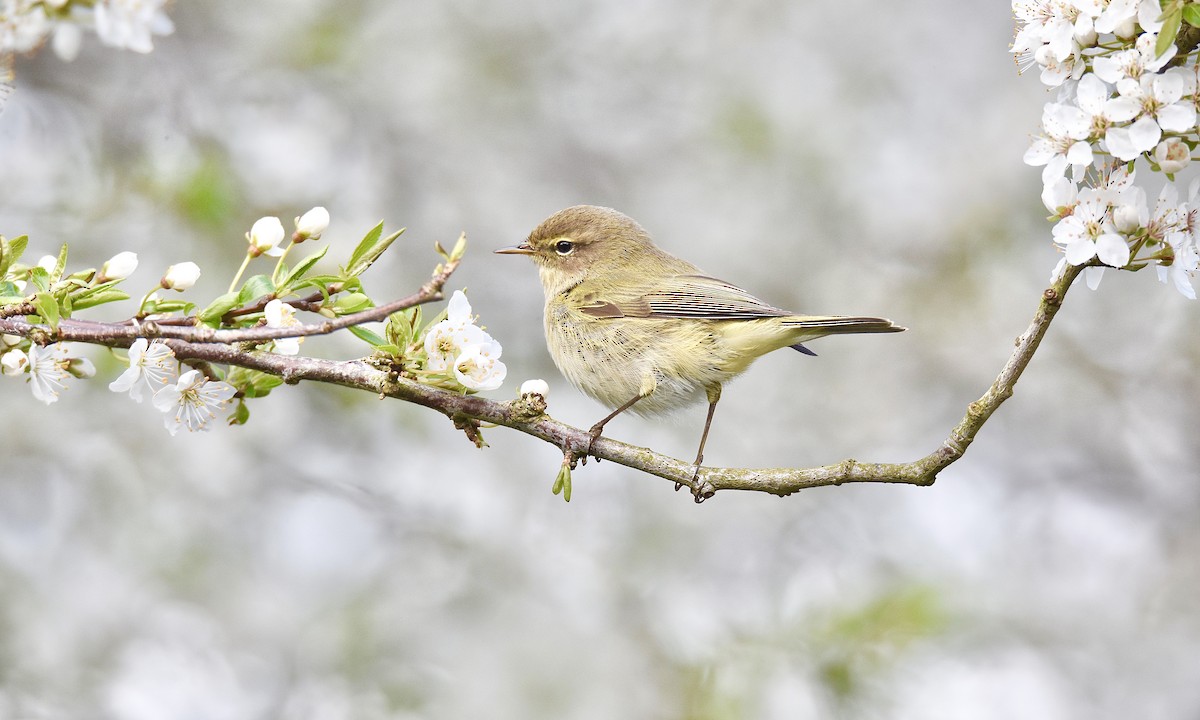 Mosquitero Común - ML617263271