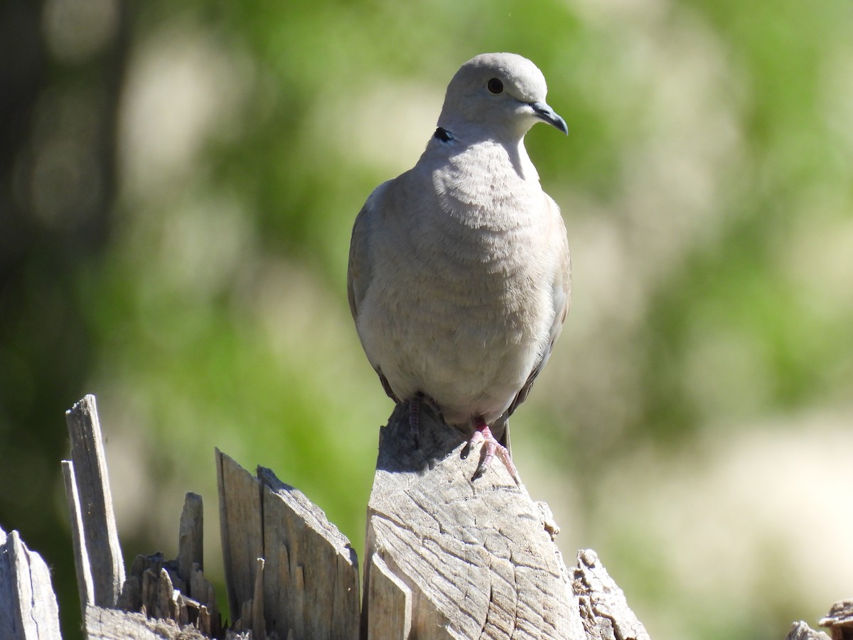 Eurasian Collared-Dove - ML617263319