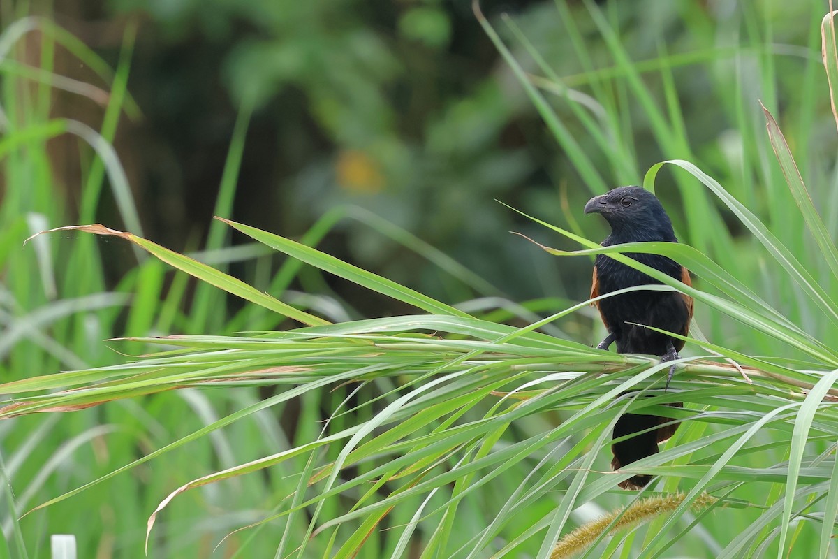 Lesser Coucal - ML617263358