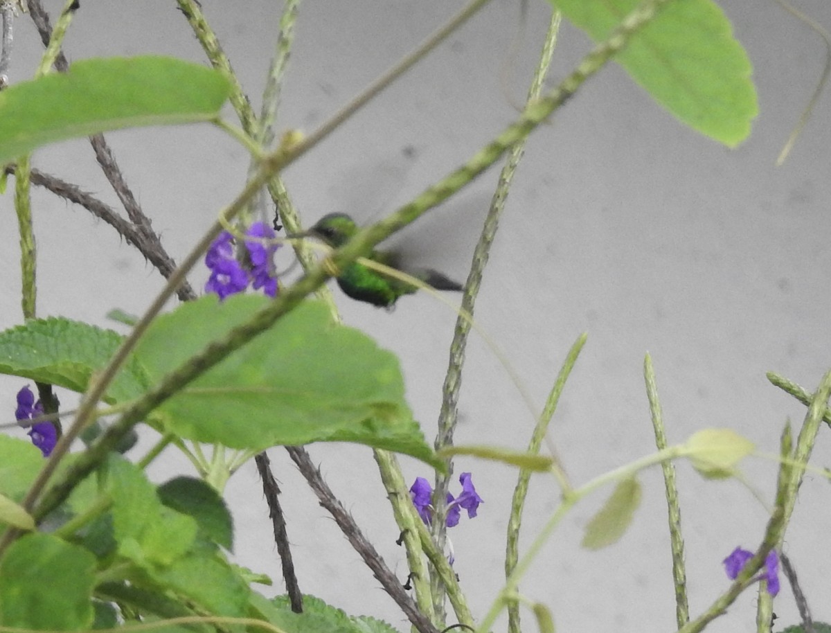 kolibřík zahradní - ML617263412