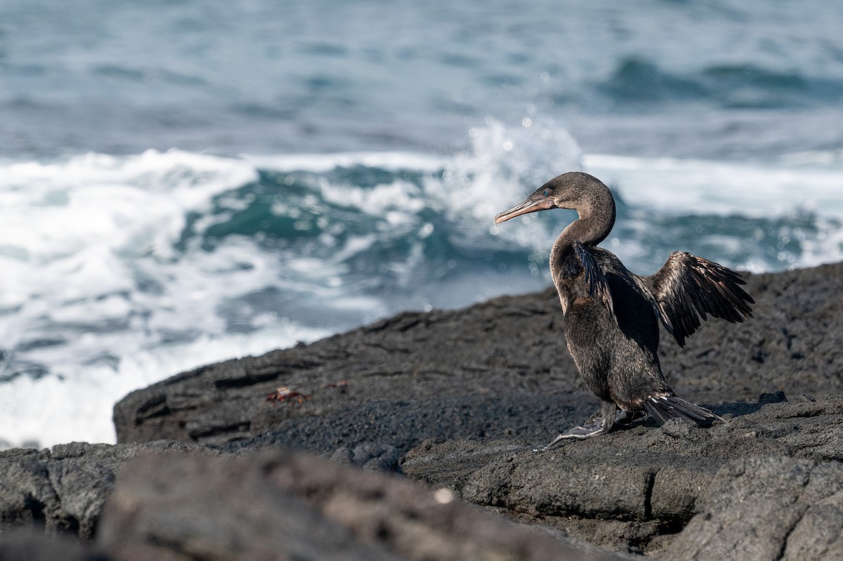 Flightless Cormorant - ML617263420