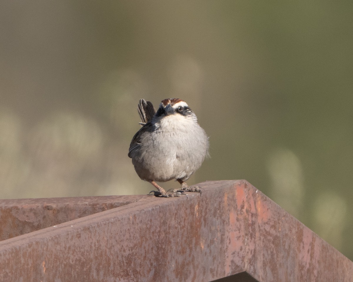 Striped Sparrow - Anthony Kaduck