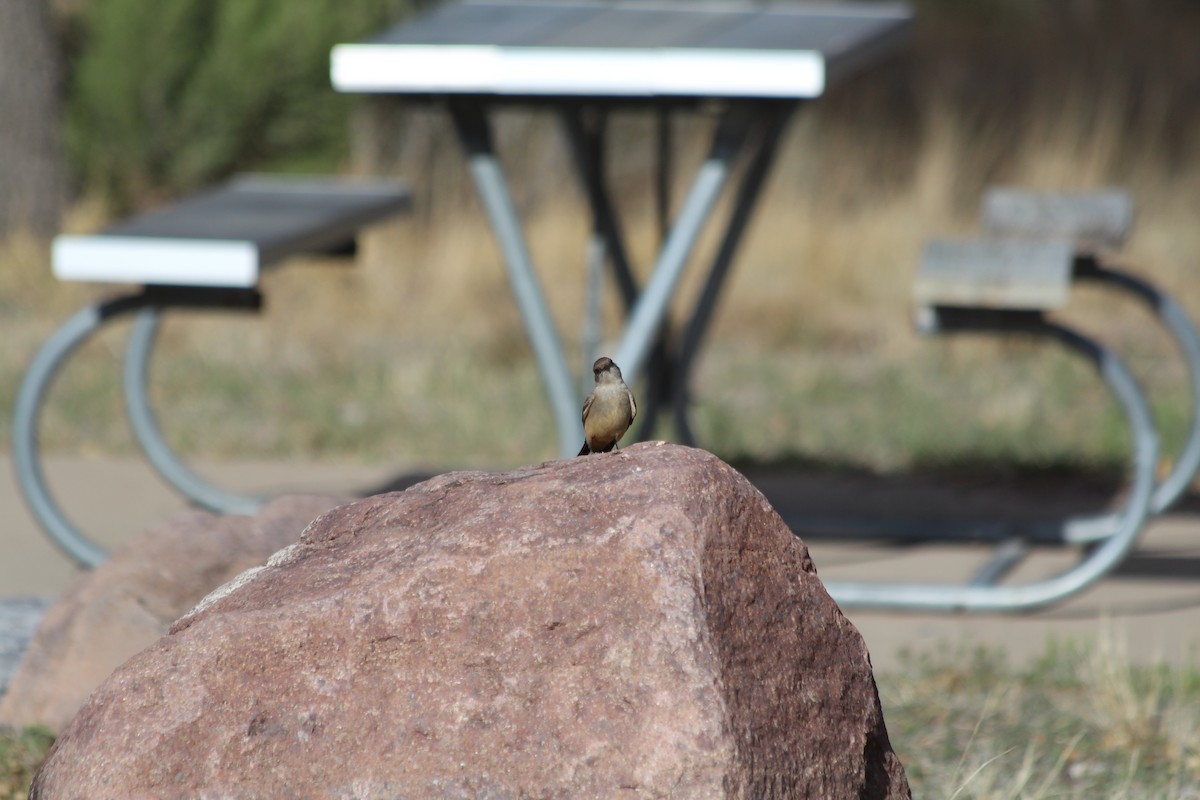 Say's Phoebe - ML617263454