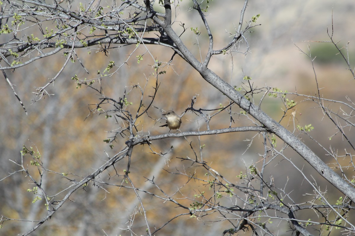 Mosquero Llanero - ML617263455