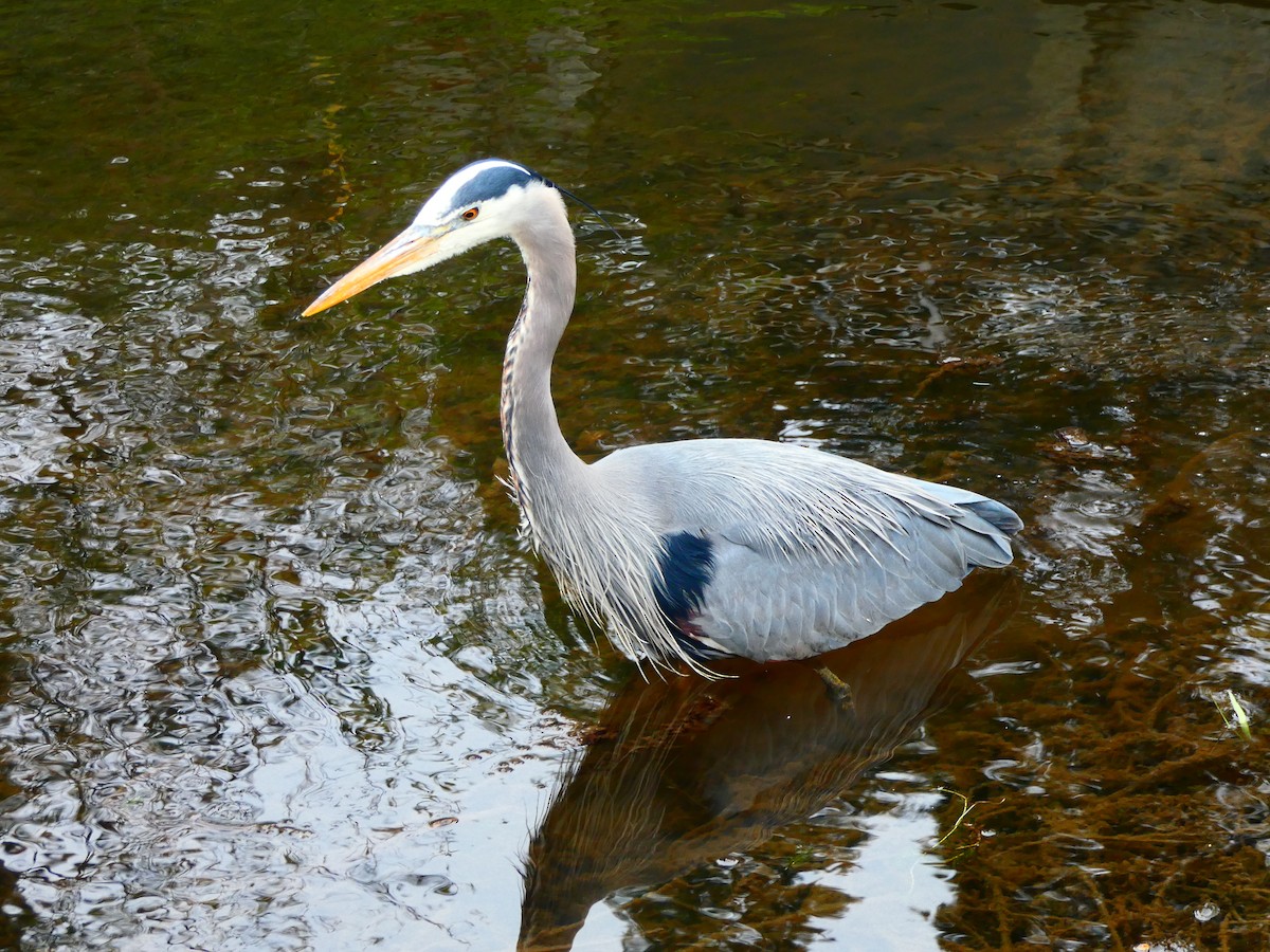 Great Blue Heron - ML617263460