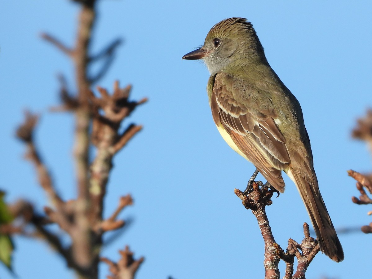 Great Crested Flycatcher - ML617263468