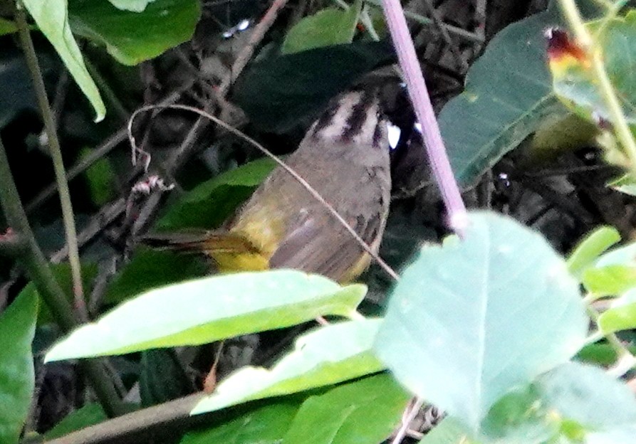 Three-banded Warbler - ML617263483