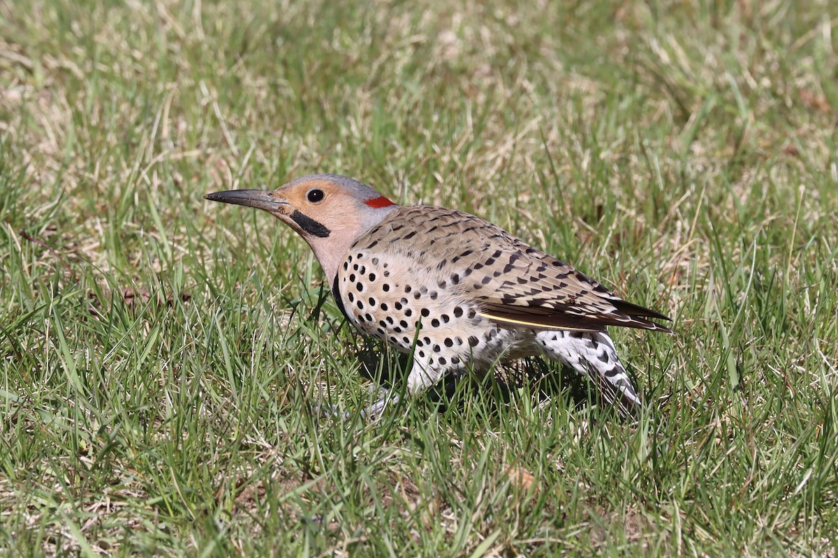 Northern Flicker (Yellow-shafted) - ML617263500