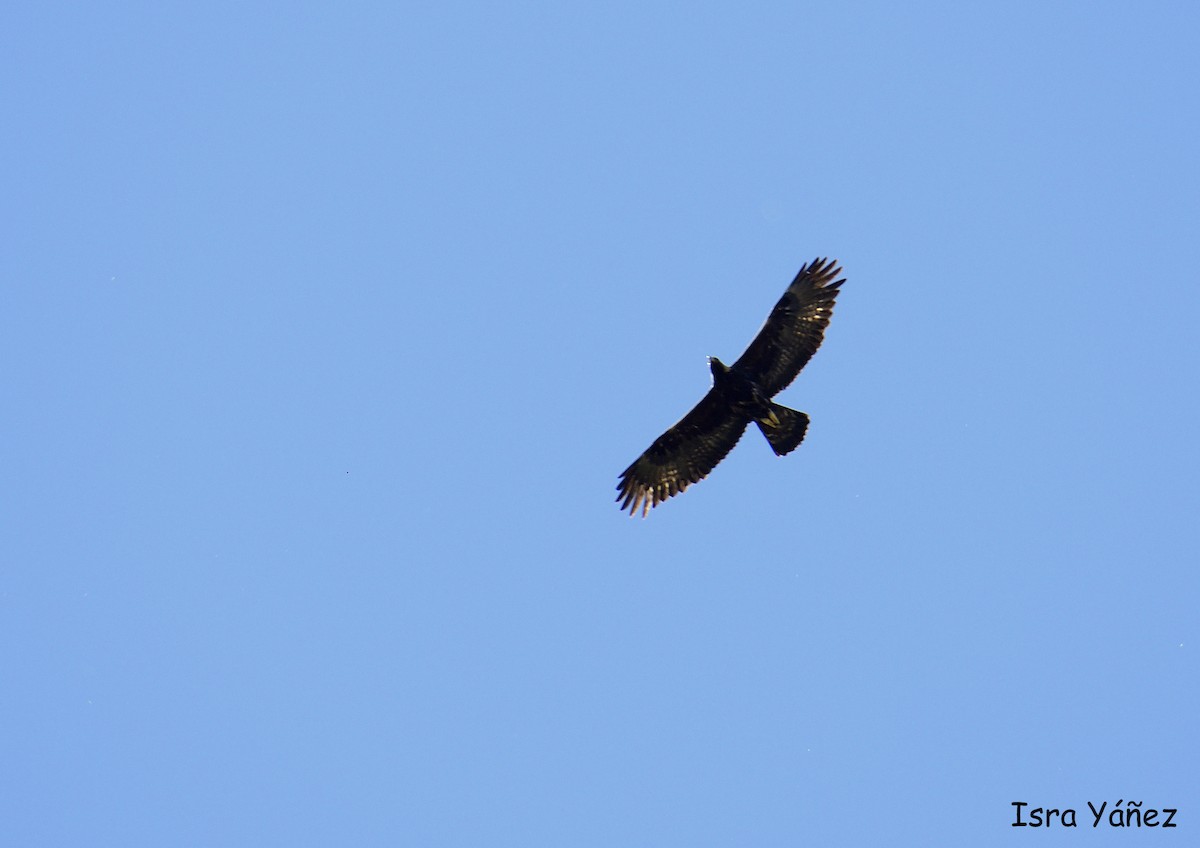 Águila Real - ML617263540