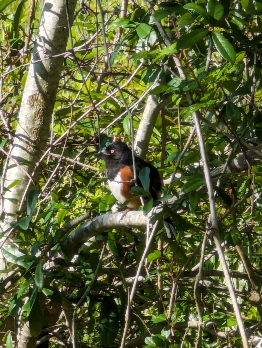 Eastern Towhee - ML617263548