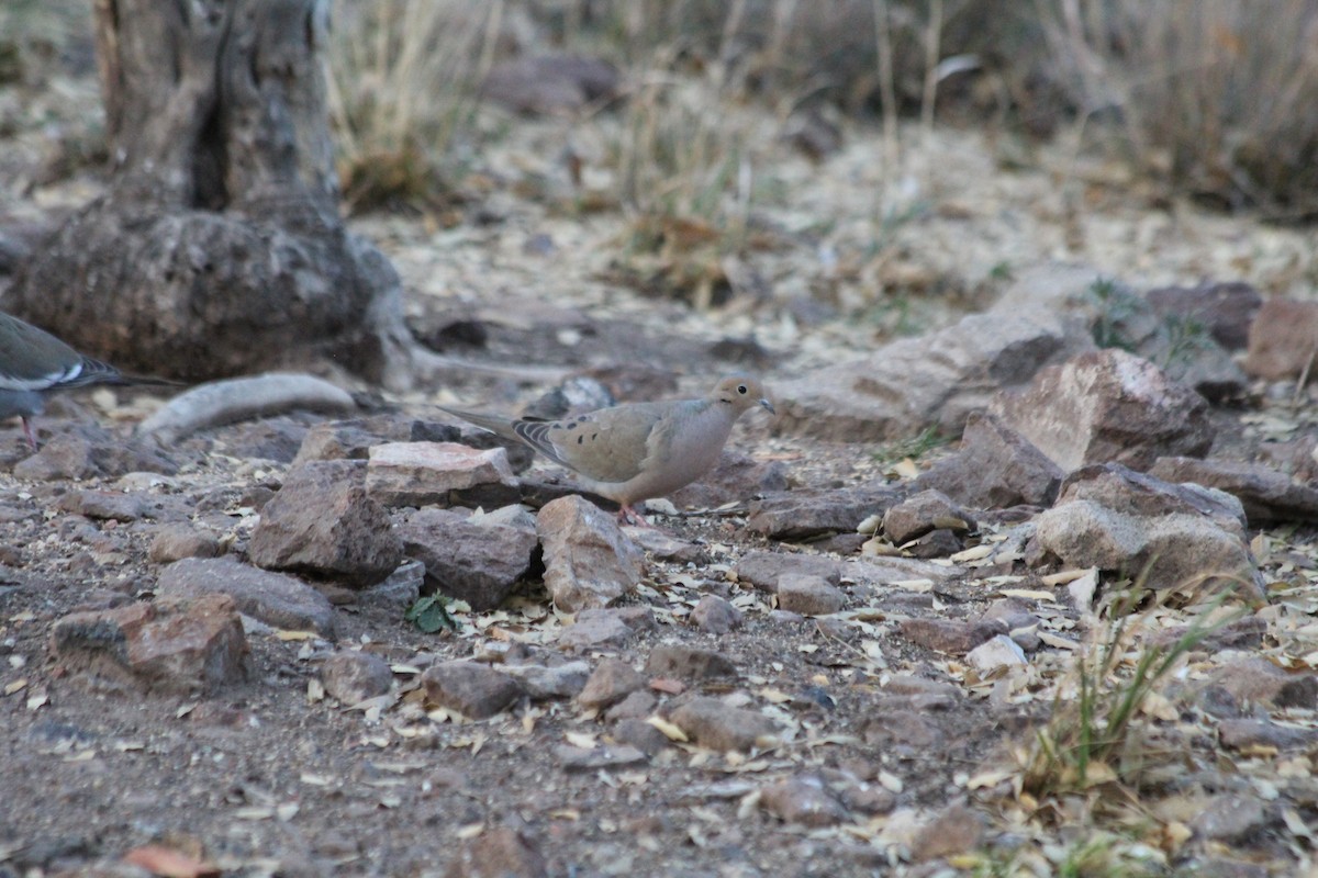 White-winged Dove - ML617263647