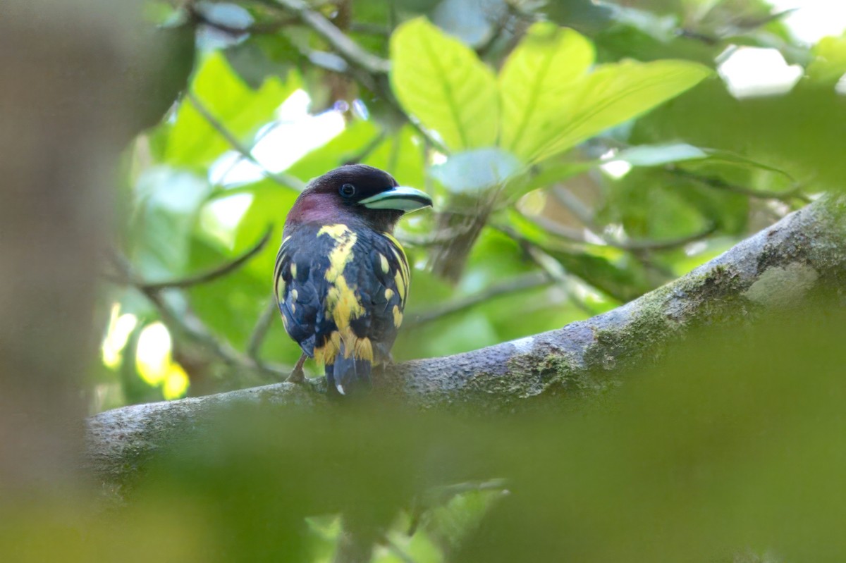 Banded Broadbill - S Kanchan