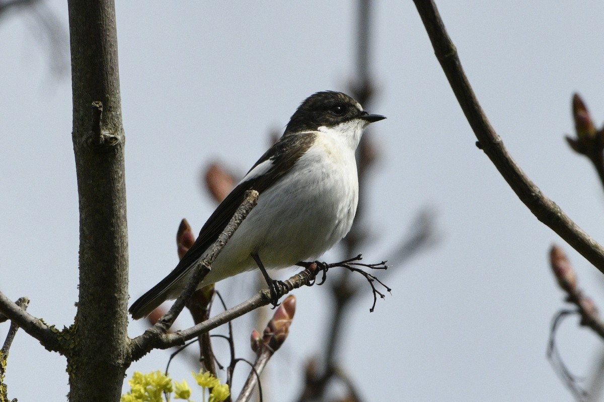 European Pied Flycatcher - ML617263702