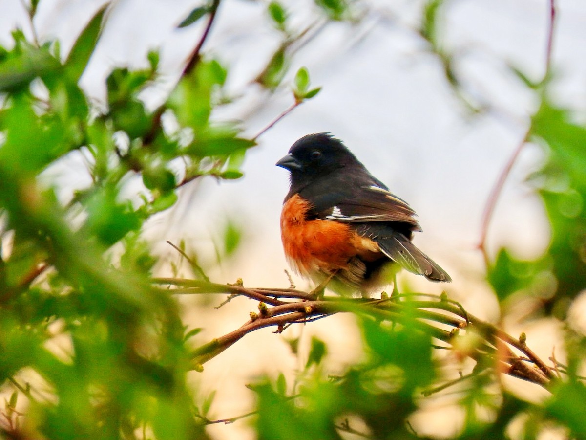 Eastern Towhee - ML617263704