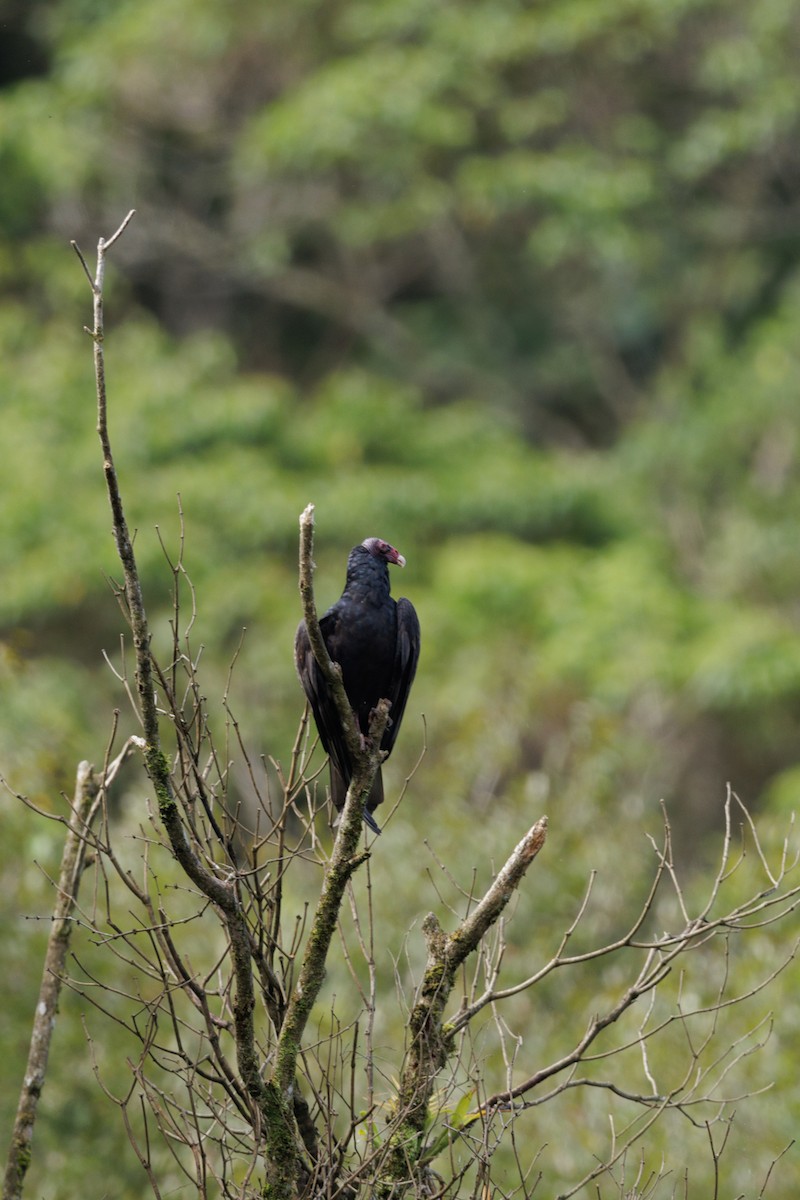 Turkey Vulture - ML617263710