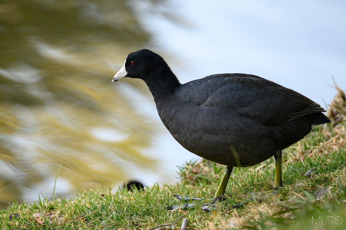 American Coot - ML617263719
