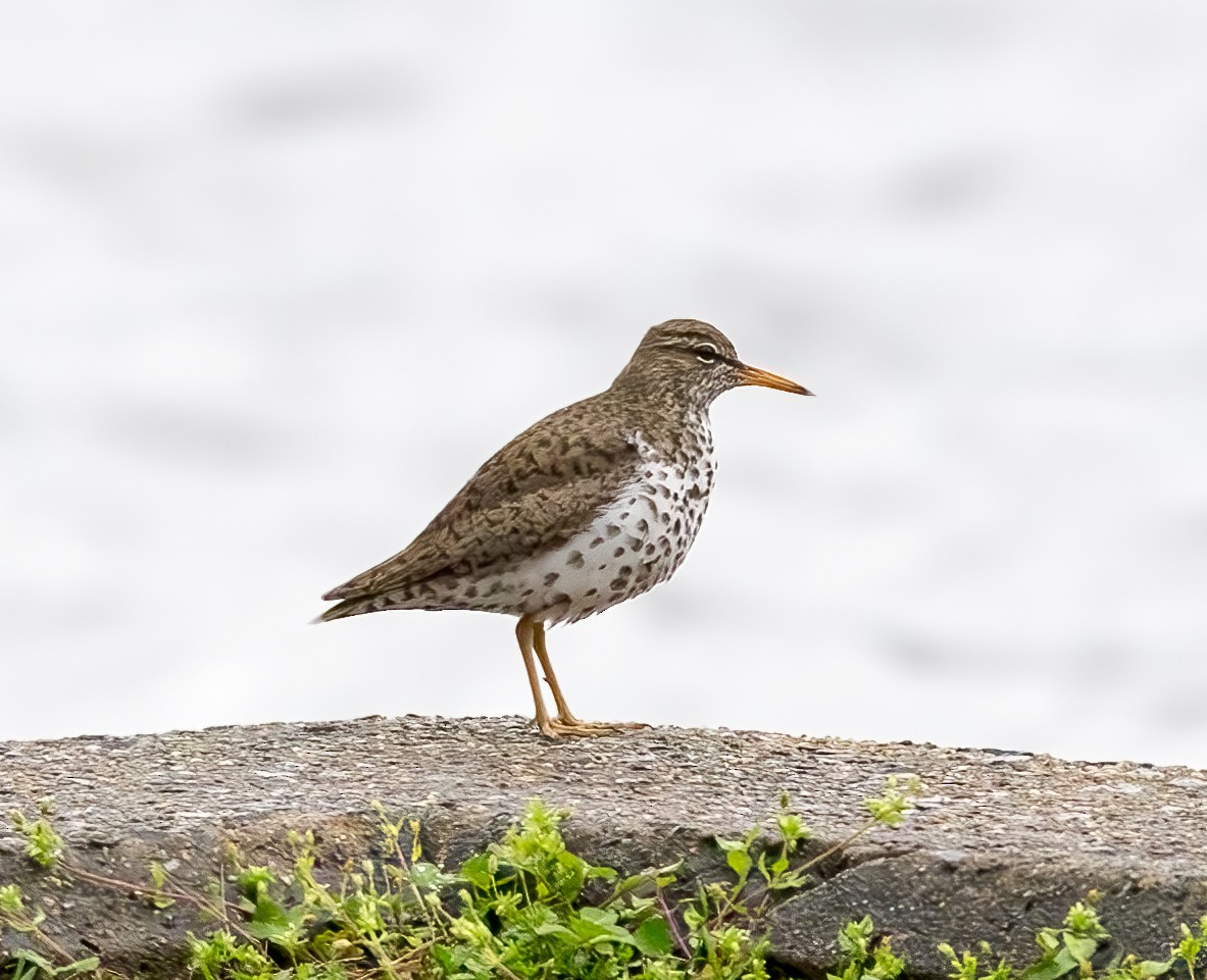 Spotted Sandpiper - ML617263726